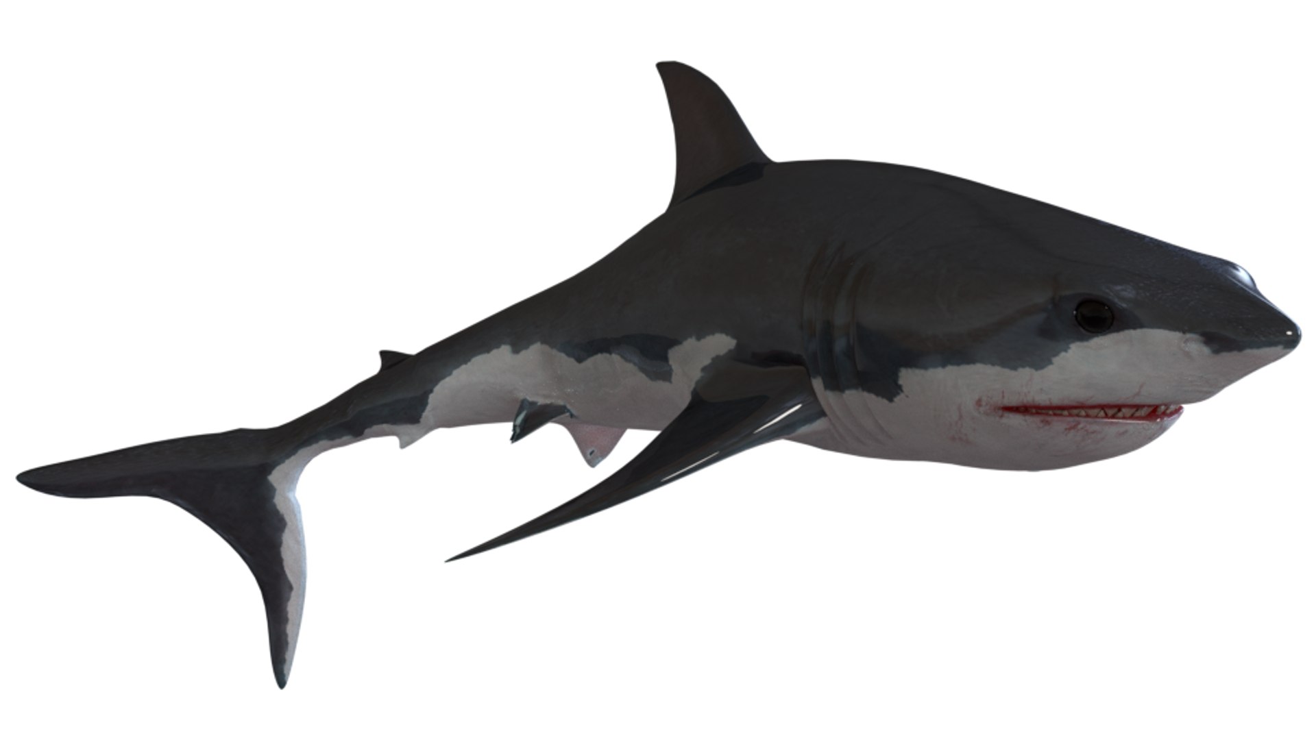 shark art 3D https://p.turbosquid.com/ts-thumb/Gy/RDFy3t/fjM6xBsA/09/png/1493669148/1920x1080/fit_q87/706163b8a0b9274554a6cd8209960d7bcde0a4d8/09.jpg