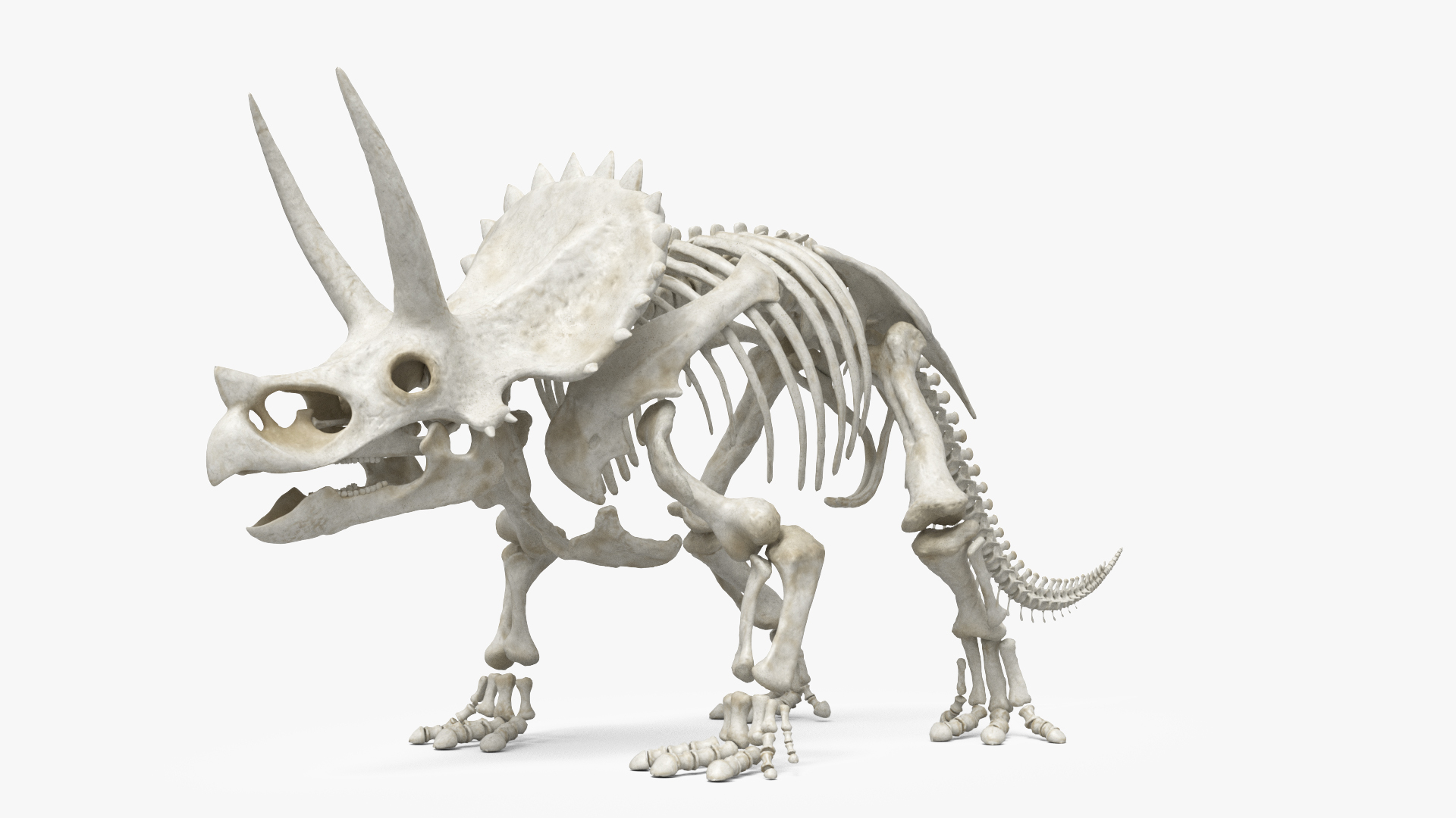 3D Triceratops Skeleton Set Animated Rigged For Maya https://p.turbosquid.com/ts-thumb/Gy/TM9him/7E/triceratops_skeleton_set_animated_rigged_for_maya_360/jpg/1778836256/1920x1080/turn_fit_q99/62ace1025694d62bf5b9bb74c25d091e0f8aec02/triceratops_skeleton_set_animated_rigged_for_maya_360-1.jpg
