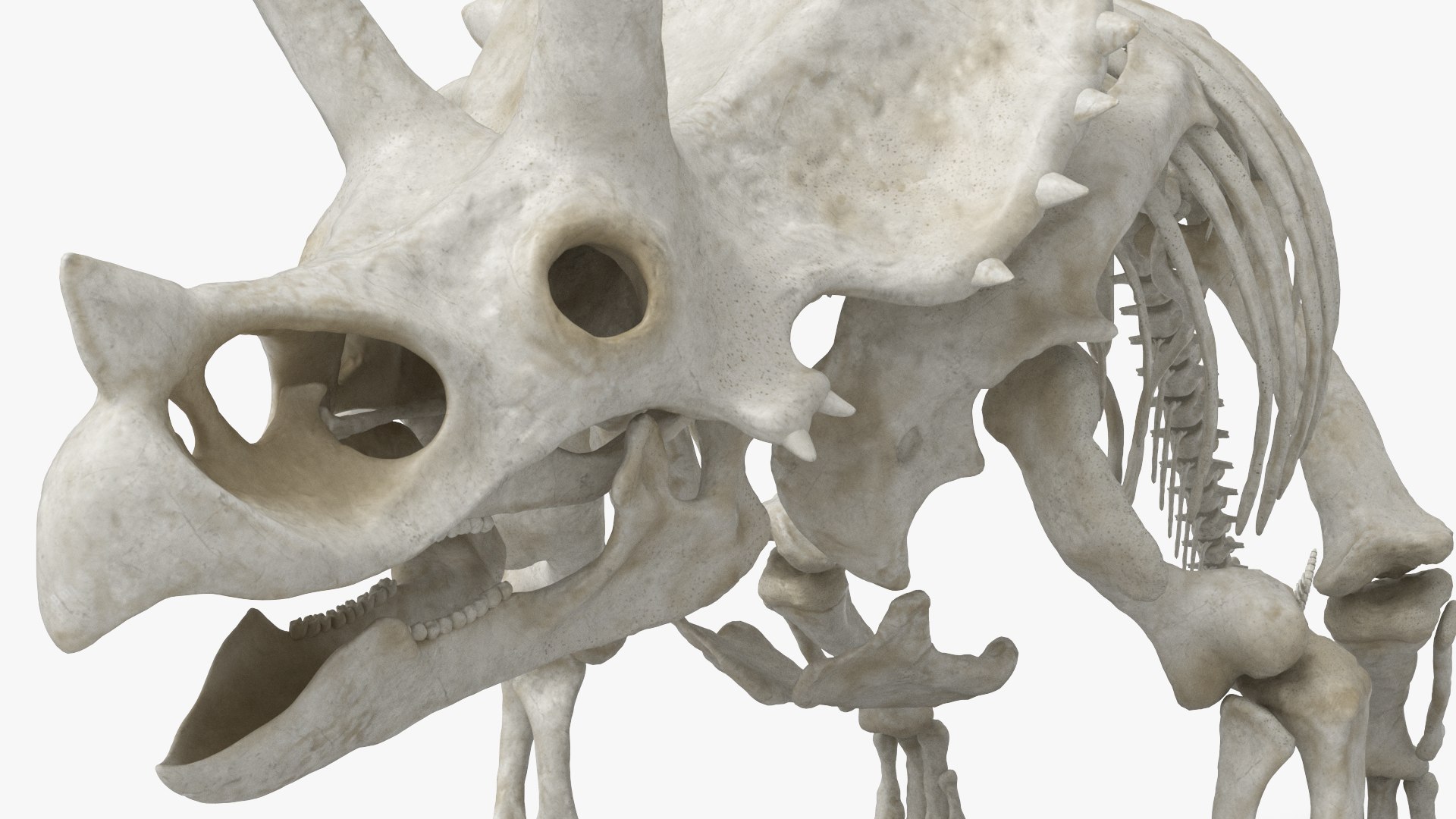 3D Triceratops Skeleton Set Animated Rigged For Maya https://p.turbosquid.com/ts-thumb/Gy/TM9him/Bh/triceratops_skeleton_set_animated_rigged_for_maya_007/jpg/1778836577/1920x1080/fit_q87/543c4ed23649c7a2c7fa385b7fc90a60a14b6c36/triceratops_skeleton_set_animated_rigged_for_maya_007.jpg