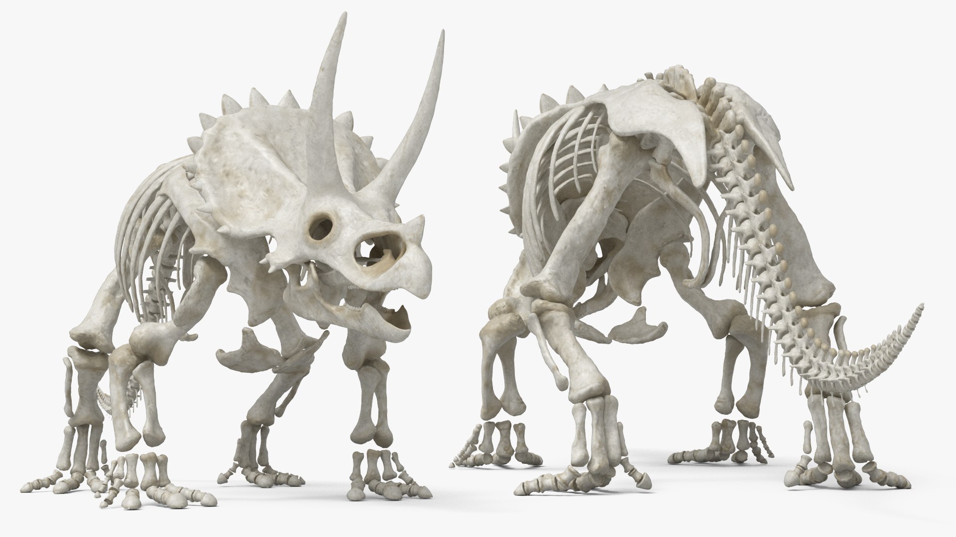 3D Triceratops Skeleton Set Animated Rigged For Maya https://p.turbosquid.com/ts-thumb/Gy/TM9him/C2/triceratops_skeleton_set_animated_rigged_for_maya_002/jpg/1778836253/1920x1080/fit_q87/ee99059613a5dcdd117ac300c64ade11fa302cf2/triceratops_skeleton_set_animated_rigged_for_maya_002.jpg