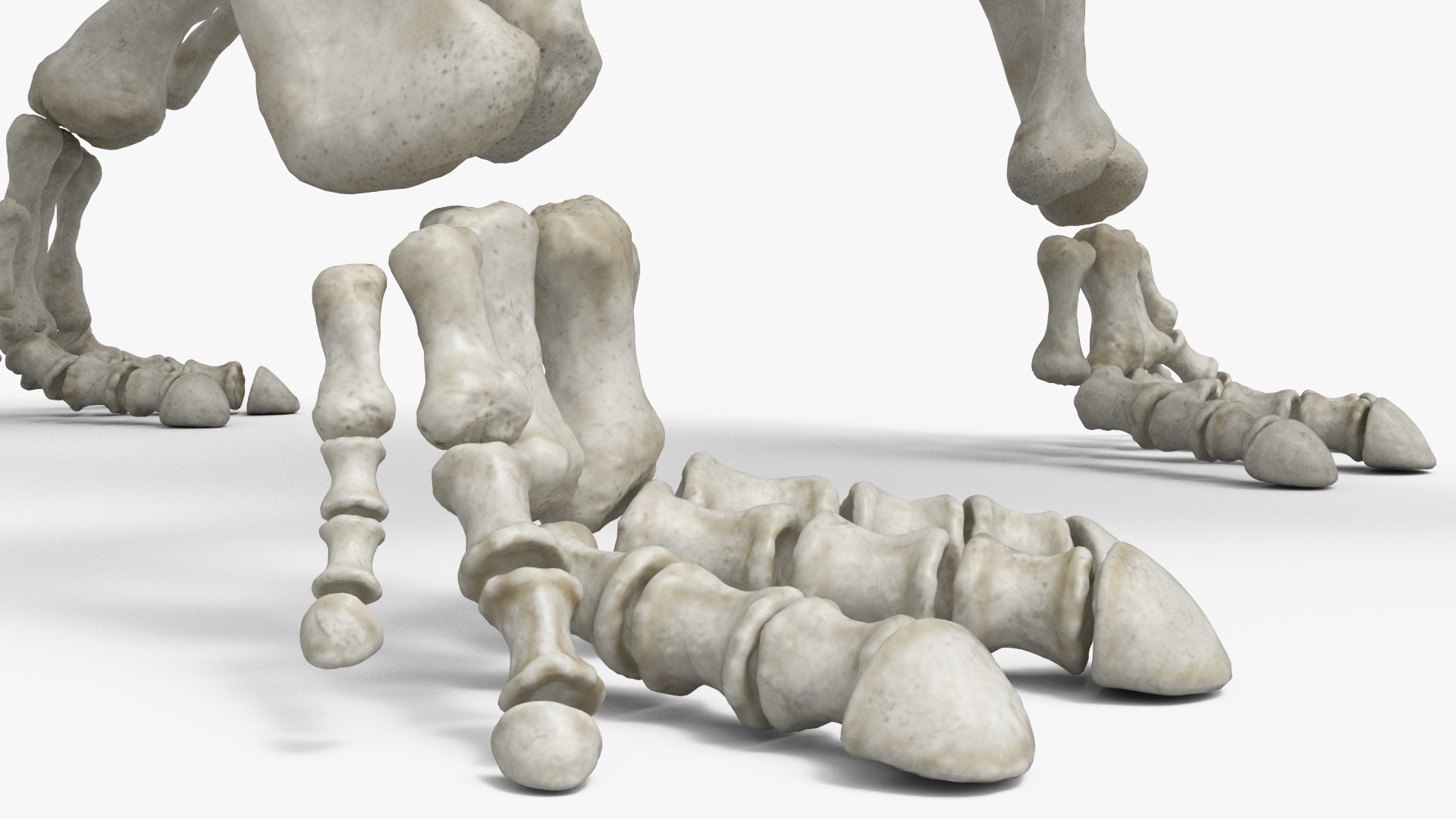 3D Triceratops Skeleton Set Animated Rigged For Maya https://p.turbosquid.com/ts-thumb/Gy/TM9him/Wh/triceratops_skeleton_set_animated_rigged_for_maya_009/jpg/1778836583/1920x1080/fit_q87/ac0748f31fd40e86890a102a6bf7307646fb4ce2/triceratops_skeleton_set_animated_rigged_for_maya_009.jpg