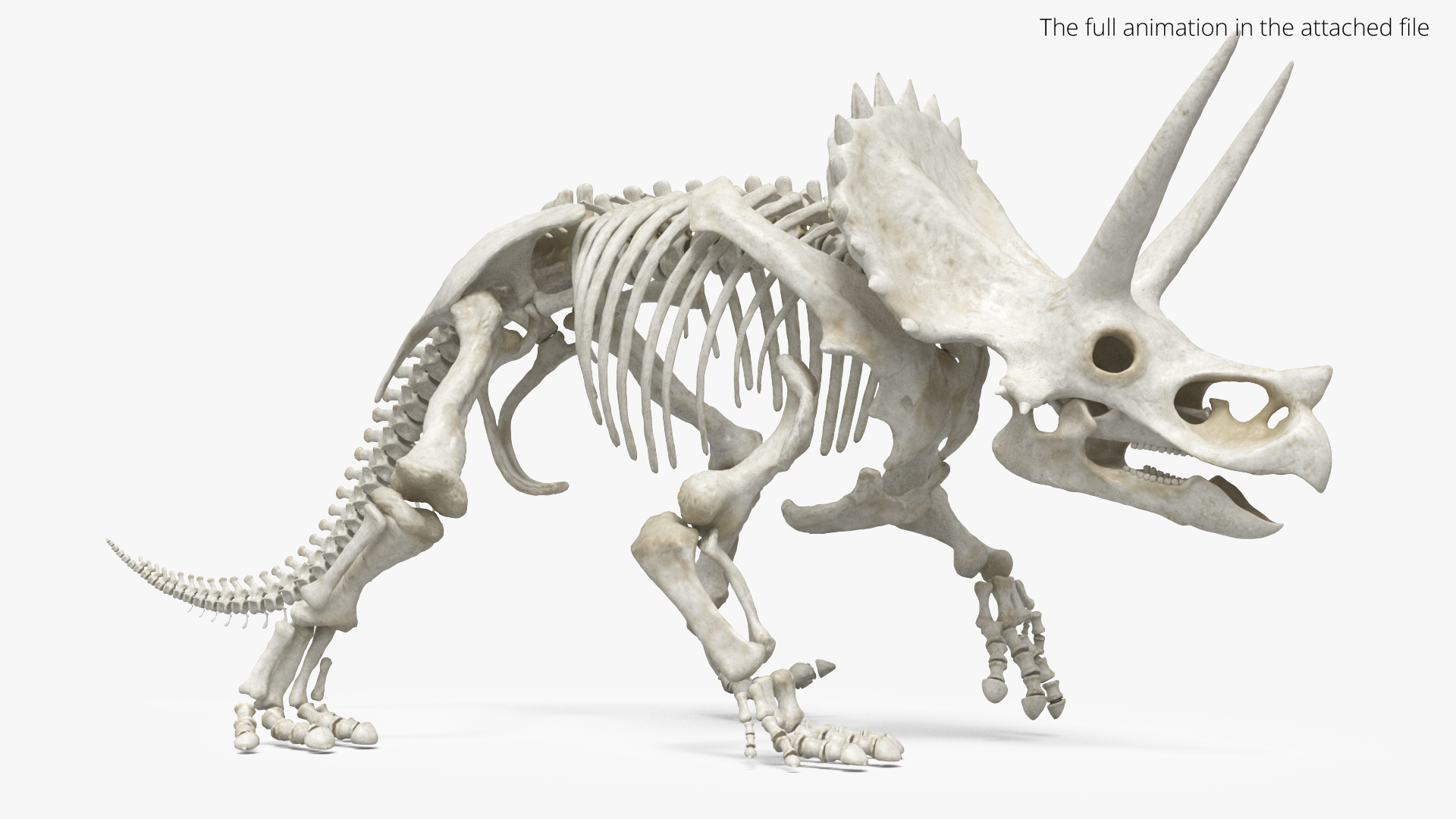 3D Triceratops Skeleton Set Animated Rigged For Maya https://p.turbosquid.com/ts-thumb/Gy/TM9him/l2/triceratops_skeleton_set_animated_rigged_for_maya_363/jpg/1778836482/1920x1080/turn_fit_q99/43f525a5ed98a2ebb36e308eb270ae23cb16c441/triceratops_skeleton_set_animated_rigged_for_maya_363-1.jpg