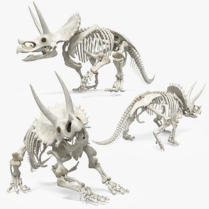3D Triceratops Skeleton Set Animated Rigged For Maya