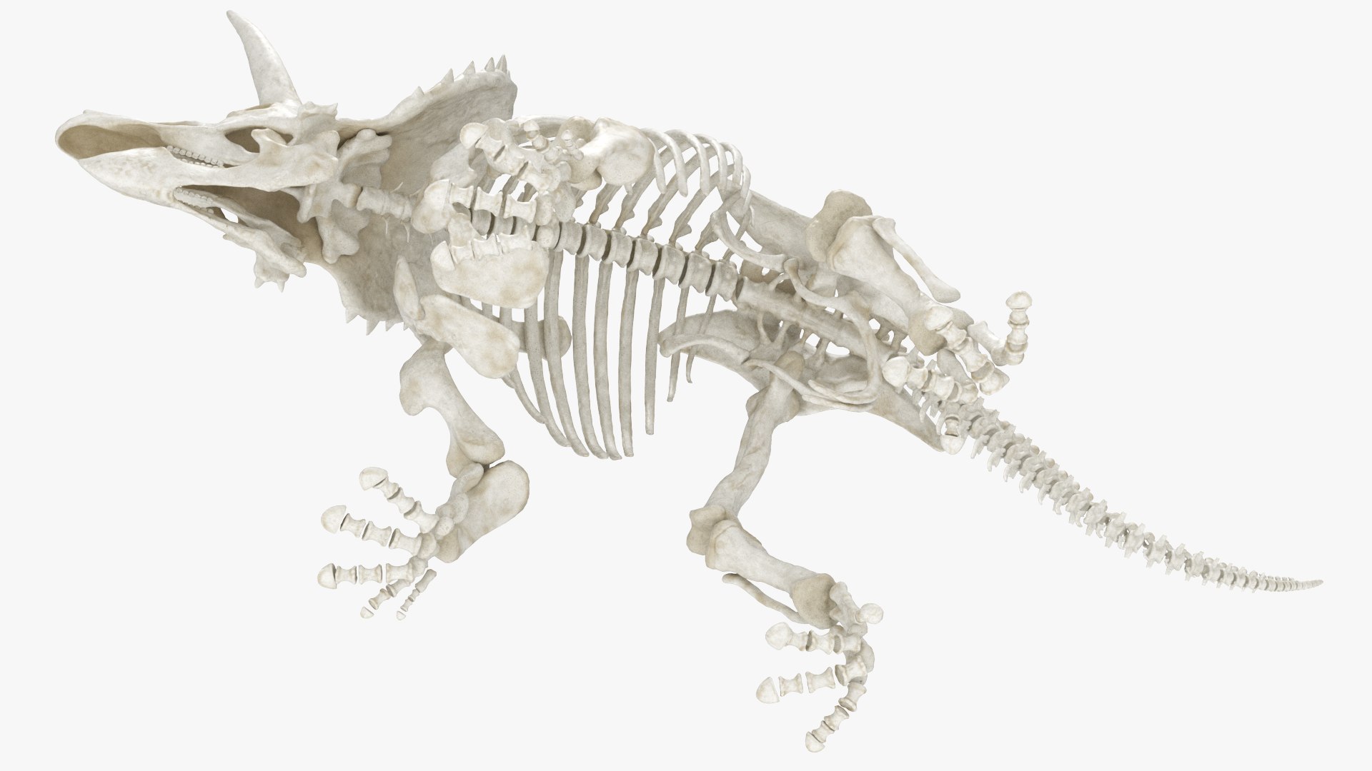 3D Triceratops Skeleton Set Animated Rigged For Maya https://p.turbosquid.com/ts-thumb/Gy/TM9him/wf/triceratops_skeleton_set_animated_rigged_for_maya_006/jpg/1778836573/1920x1080/fit_q87/e09e6683e09903f765a5bd91b28b08e67865cf0a/triceratops_skeleton_set_animated_rigged_for_maya_006.jpg