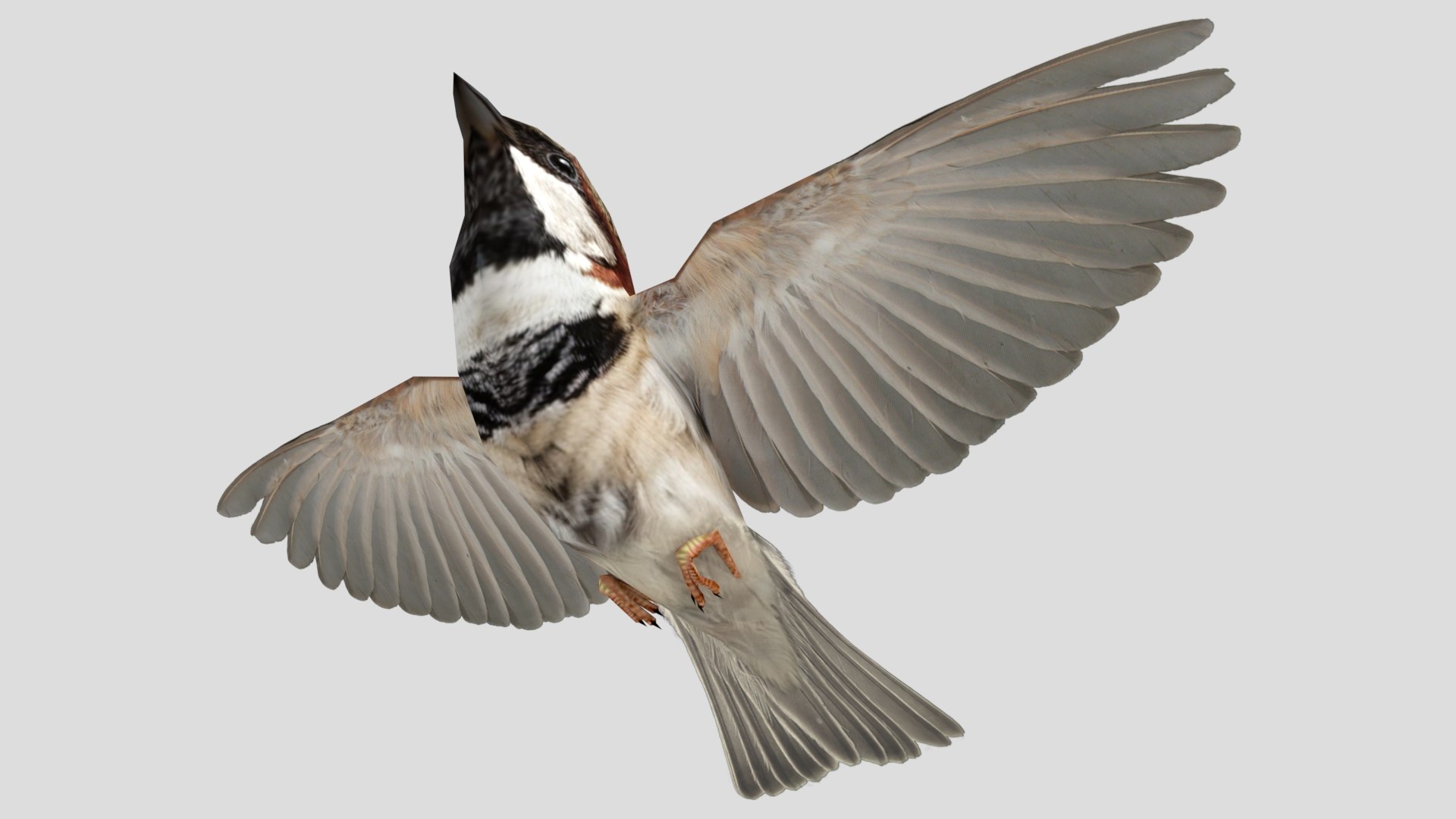 3D Flying sparrow https://p.turbosquid.com/ts-thumb/Gy/cBi1F9/24/0004/jpg/1777361752/1920x1080/fit_q87/097b0092cd298f00075a317c788fa9082be1ddd7/0004.jpg