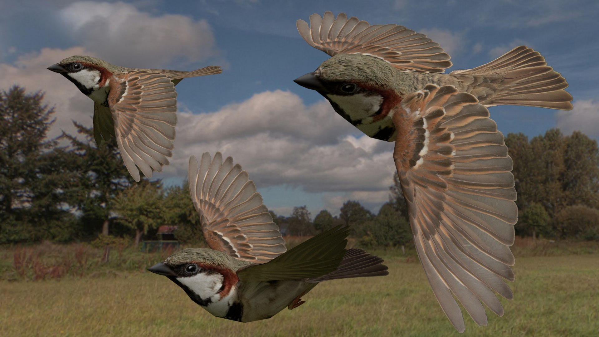 3D Flying sparrow https://p.turbosquid.com/ts-thumb/Gy/cBi1F9/FH/0001/jpg/1777361751/1920x1080/fit_q87/b25b778e3cb79f7e8f8fc79b99b43798d76216fd/0001.jpg