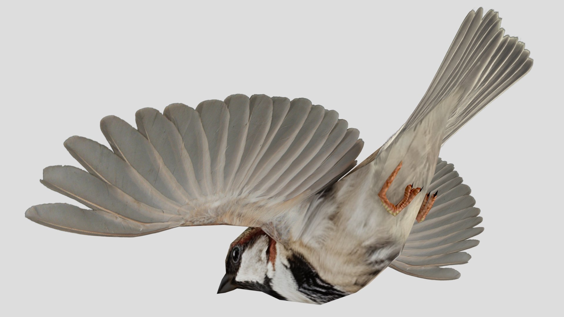 3D Flying sparrow https://p.turbosquid.com/ts-thumb/Gy/cBi1F9/GE/0007/jpg/1777361753/1920x1080/fit_q87/63452a07062716082e14b84d009e055f61ad3950/0007.jpg
