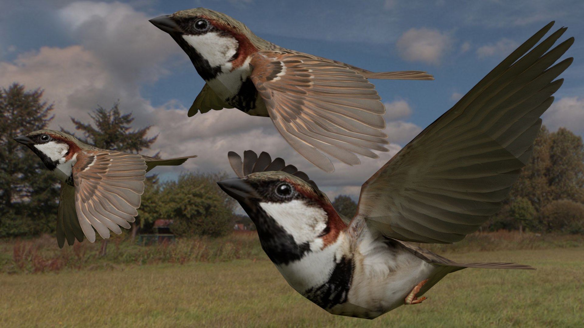 3D Flying sparrow https://p.turbosquid.com/ts-thumb/Gy/cBi1F9/MZ/0003/jpg/1777361751/1920x1080/fit_q87/2b89f4046d13189584174d240c2a6bf0b57f2c56/0003.jpg