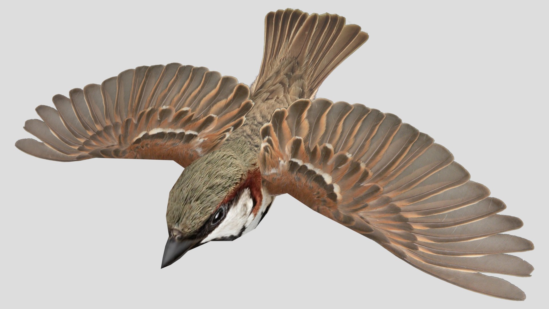 3D Flying sparrow https://p.turbosquid.com/ts-thumb/Gy/cBi1F9/PC/0005/jpg/1777361752/1920x1080/fit_q87/232eef040e8b23540c1c2ad6970f07003f4448be/0005.jpg