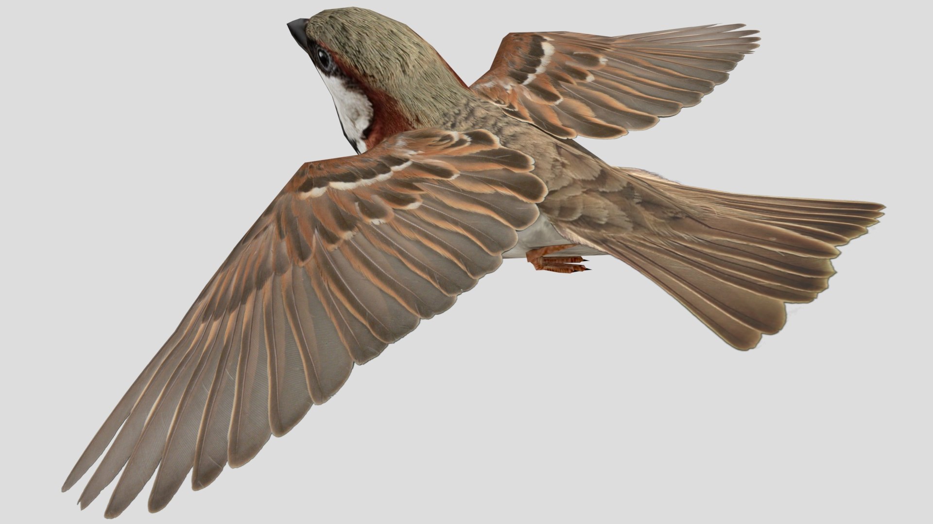 3D Flying sparrow https://p.turbosquid.com/ts-thumb/Gy/cBi1F9/Wq/0006/jpg/1777361753/1920x1080/fit_q87/dd9d1e0d022af4103853bb302069affbfe947742/0006.jpg