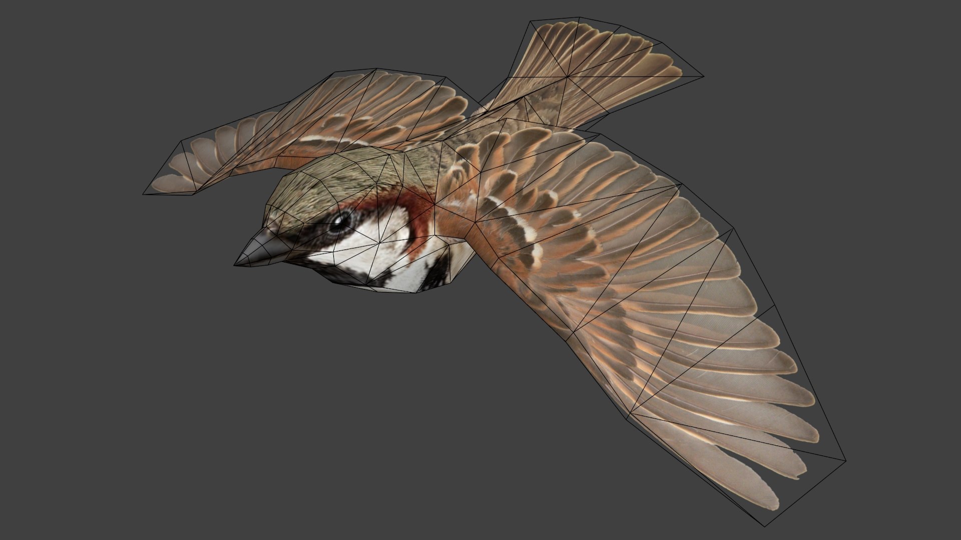 3D Flying sparrow https://p.turbosquid.com/ts-thumb/Gy/cBi1F9/jJ/wire01/jpg/1777361753/1920x1080/fit_q87/daf8dce502e135499e9c979a23e77fcff1605687/wire01.jpg