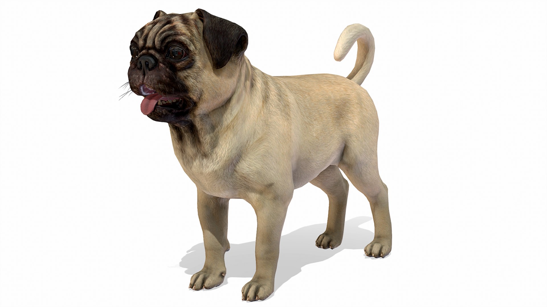 Dog - Pug 3D 모델 - TurboSquid 1933714
