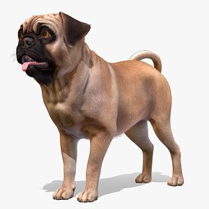 Dog - Pug