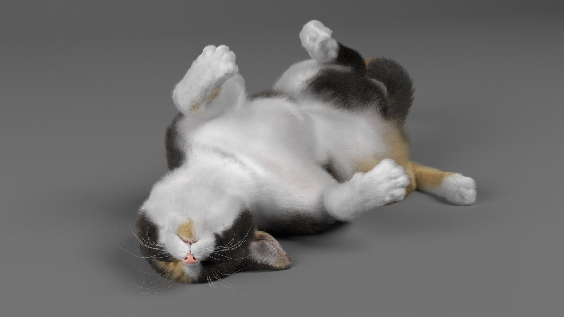 Cat Calico ANIMATED 3D Model - TurboSquid 2043306