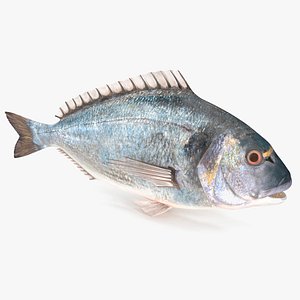 3D Sparus Aurata