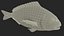 3D Sparus Aurata