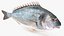 3D Sparus Aurata