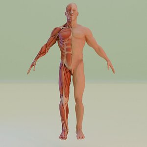 3D anataomy exercise