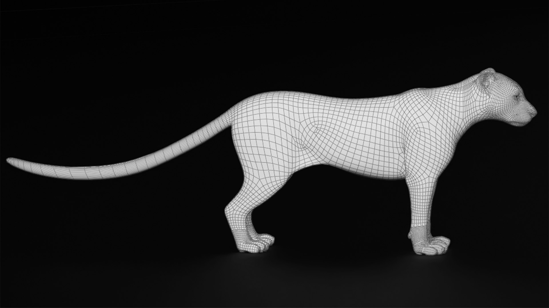 Snow Leopard 3D Model - TurboSquid 2224613