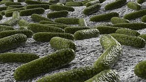 Bacteria two pack