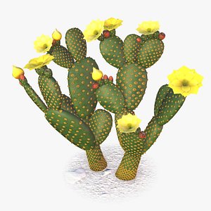 Bunny Ears Cactus Opuntia Microdasys