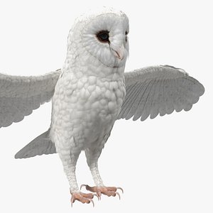 3D model white common barn owl