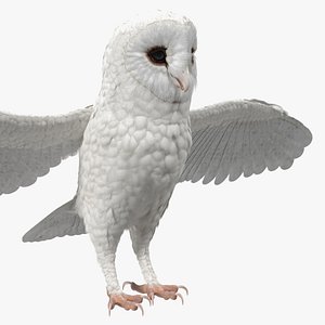 White Common Barn Owl