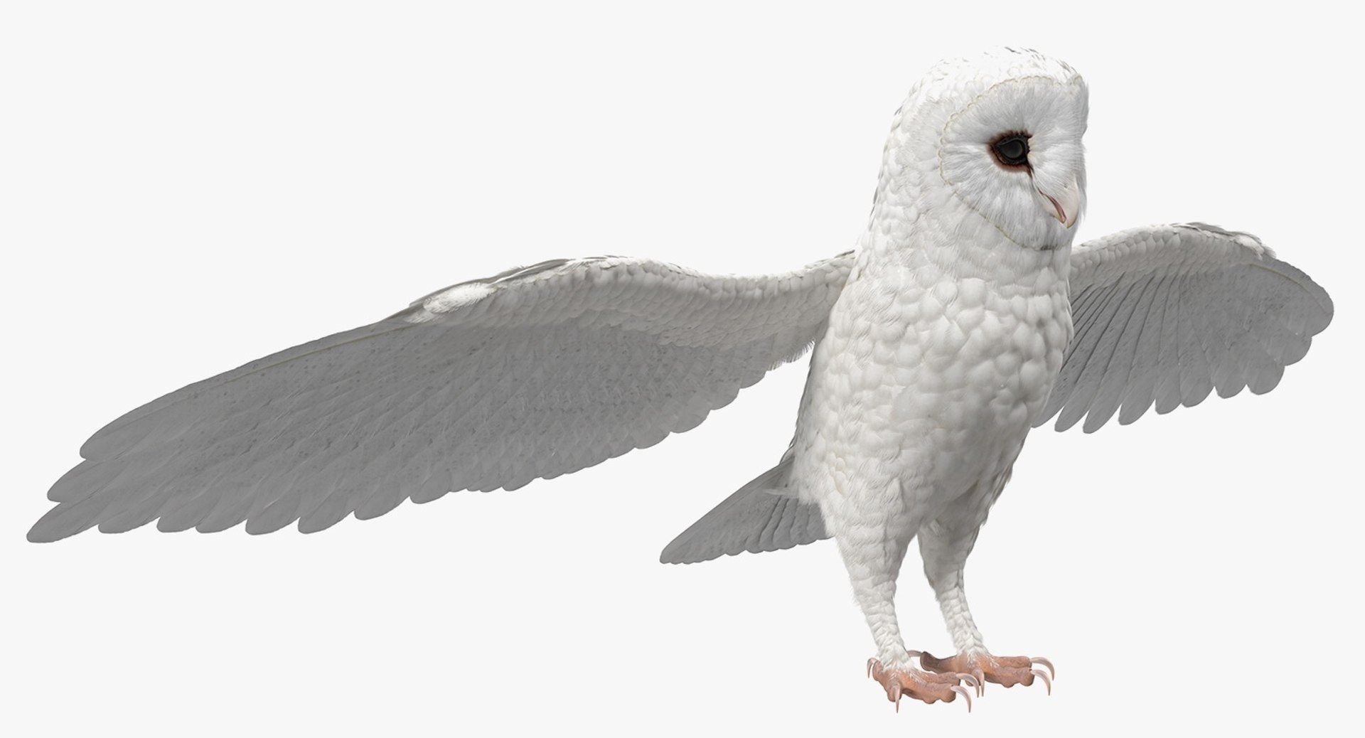 White Common Barn Owl 3D model preview