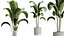 AV Indoor Plants Set 289 Fruit Orange Tree and Areca Palm and Banana Nicolai and Olive model