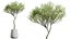AV Indoor Plants Set 289 Fruit Orange Tree and Areca Palm and Banana Nicolai and Olive model