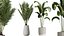 AV Indoor Plants Set 289 Fruit Orange Tree and Areca Palm and Banana Nicolai and Olive model