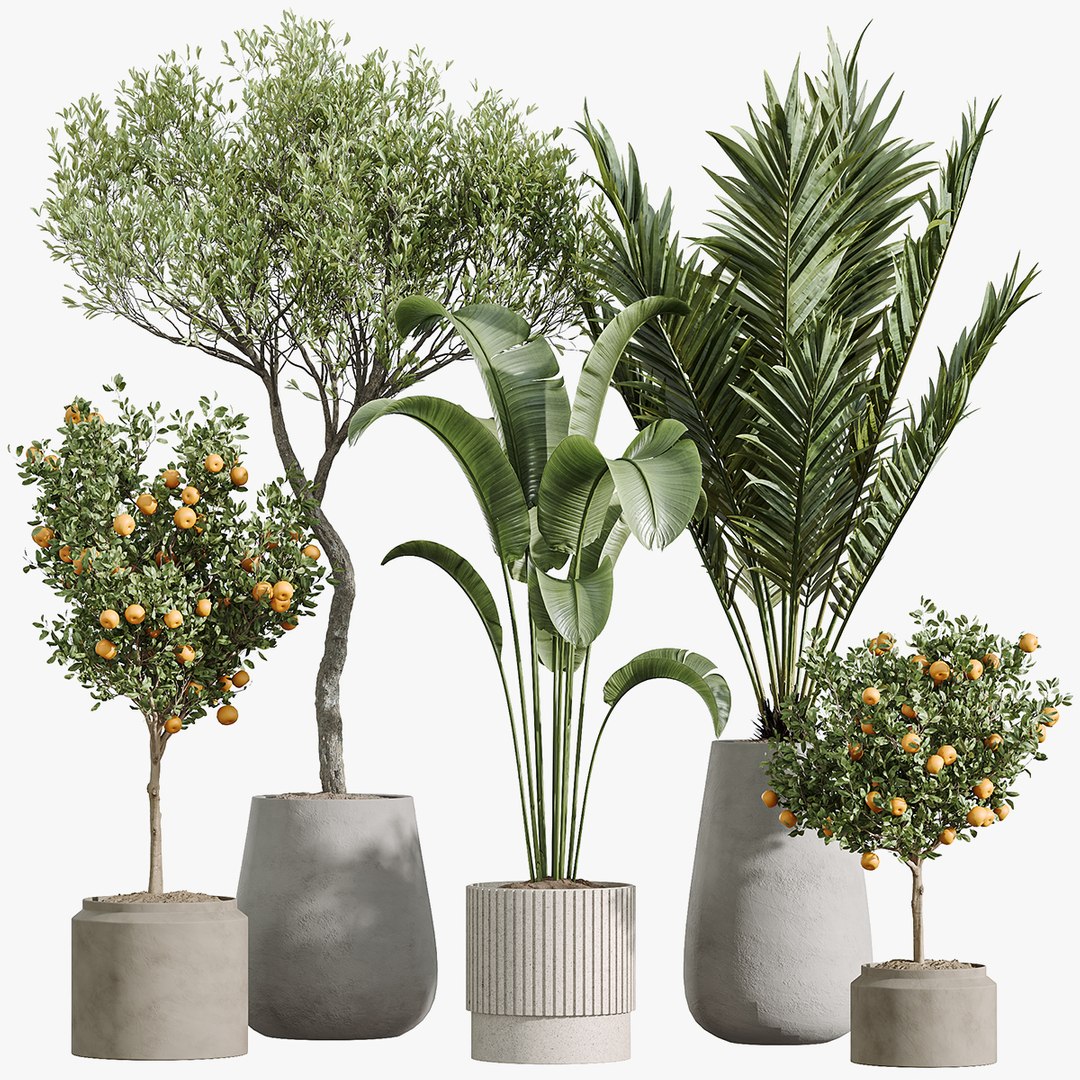 AV Indoor Plants Set 289 Fruit Orange Tree and Areca Palm and Banana Nicolai and Olive model https://p.turbosquid.com/ts-thumb/Gy/xFRlUp/ml/01/jpg/1755071286/1920x1080/fit_q87/f8fe648c9cc63d3ef7734ed7b9df6ca69e39237b/01.jpg