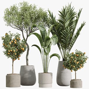 AV Indoor Plants Set 289 Fruit Orange Tree and Areca Palm and Banana Nicolai and Olive model