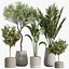 AV Indoor Plants Set 289 Fruit Orange Tree and Areca Palm and Banana Nicolai and Olive model
