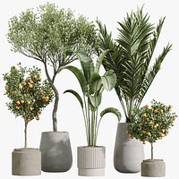 AV Indoor Plants Set 289 Fruit Orange Tree and Areca Palm and Banana Nicolai and Olive