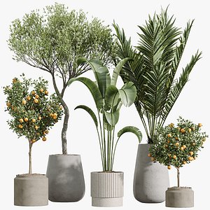 AV Indoor Plants Set 289 Fruit Orange Tree and Areca Palm and Banana Nicolai and Olive
