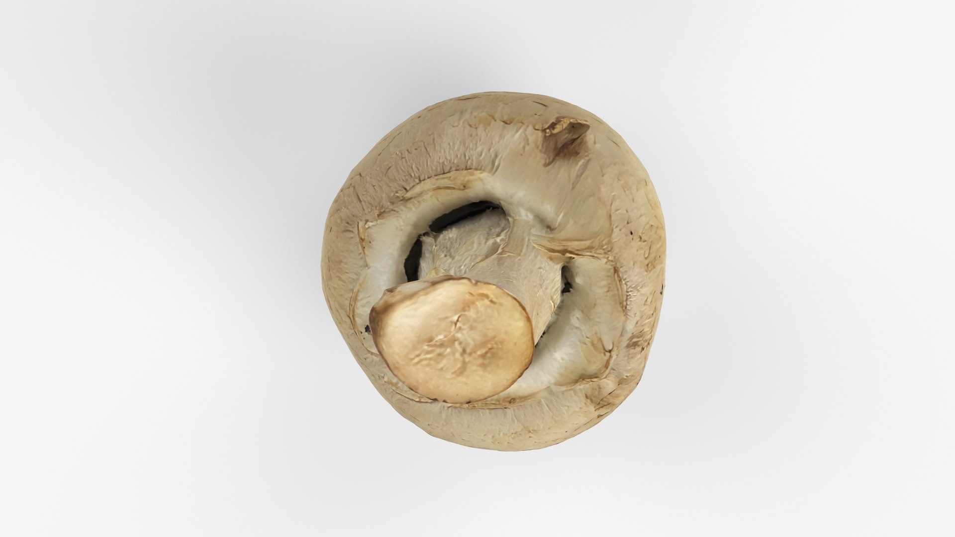 3D Photorealistic 3D Scan Of Champignon Mushroom - TurboSquid 2374587