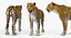 leopard rigged animate 3D model