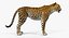leopard rigged animate 3D model