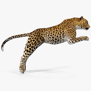 leopard rigged animate 3D model