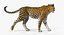 leopard rigged animate 3D model
