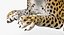 leopard rigged animate 3D model
