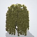 Weeping Willow Tree Autumn - Salix babylonica