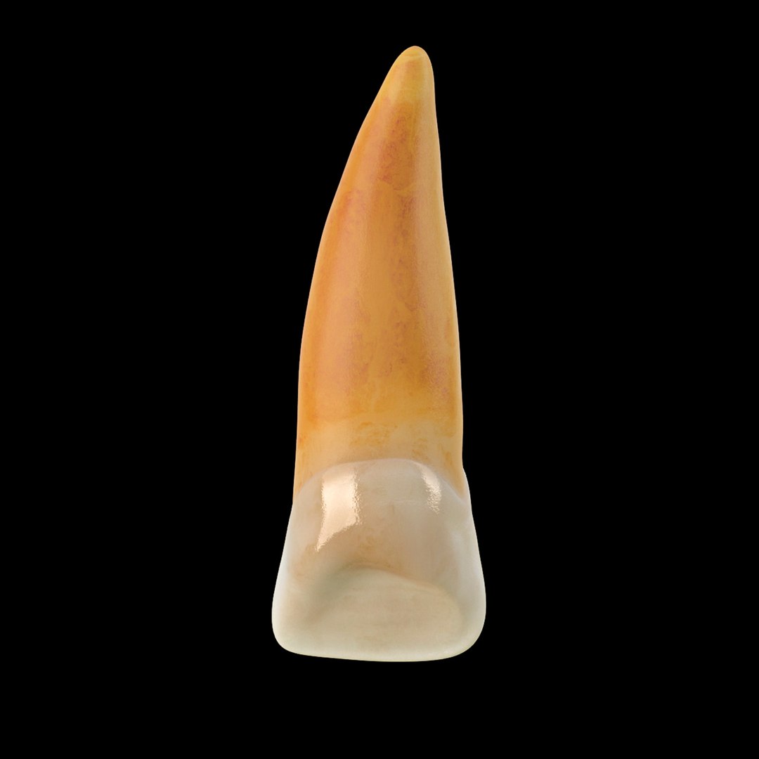 3d Model Incisor Central Tooth