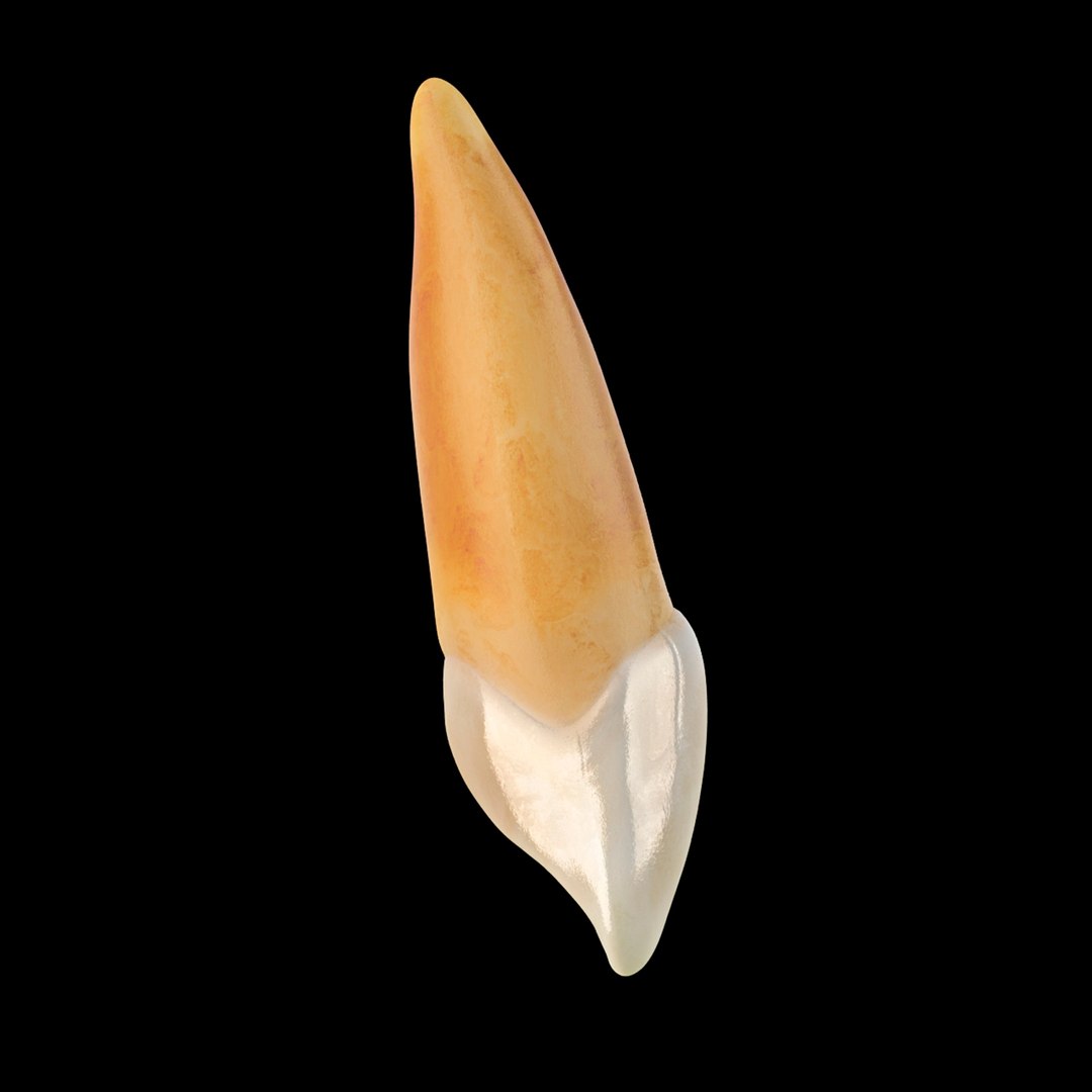 3d Model Incisor Central Tooth