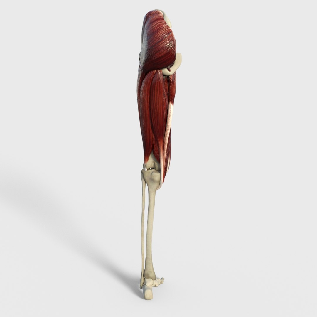 3D anatomy human muscles thigh https://p.turbosquid.com/ts-thumb/Gz/GL27iX/2W9z2qvu/image5/jpg/1583888386/1920x1080/fit_q87/ccb7432d27798bf7ddf2d47d95cdb9f77c0e7940/image5.jpg