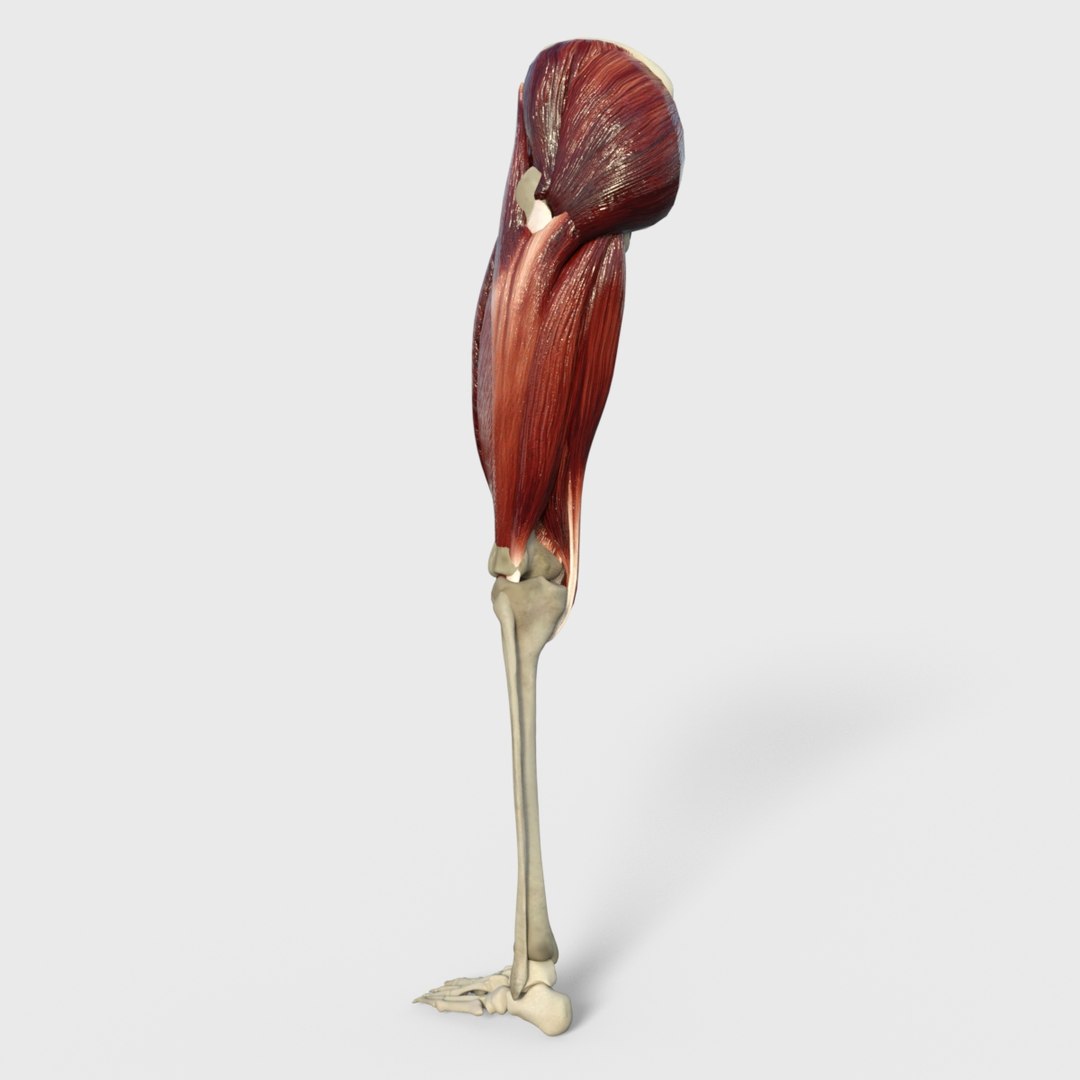 3D anatomy human muscles thigh https://p.turbosquid.com/ts-thumb/Gz/GL27iX/8ZBZzok0/image4/jpg/1583888386/1920x1080/fit_q87/78939a35c29aeb72da0aa17dcbe56c206dd2484a/image4.jpg