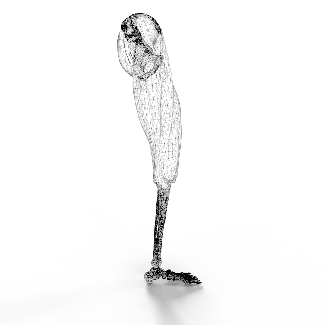 3D anatomy human muscles thigh https://p.turbosquid.com/ts-thumb/Gz/GL27iX/GUt8dkc8/wire3/jpg/1583888386/1920x1080/fit_q87/fd072894c2485d98534a4748b88cf534ee0f3c08/wire3.jpg