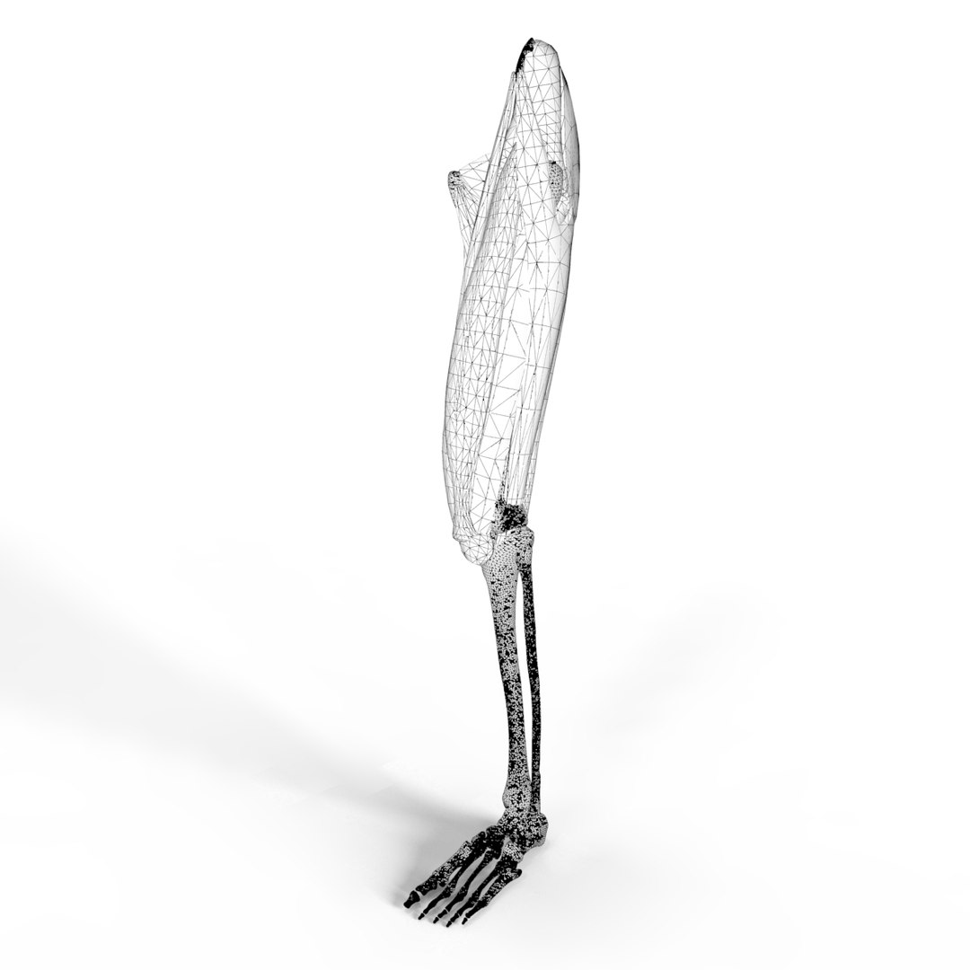 3D anatomy human muscles thigh https://p.turbosquid.com/ts-thumb/Gz/GL27iX/qcQy5dF2/wire1/jpg/1583888386/1920x1080/fit_q87/00840fcd6a8201d29440cb7a81d3fe74208a836b/wire1.jpg