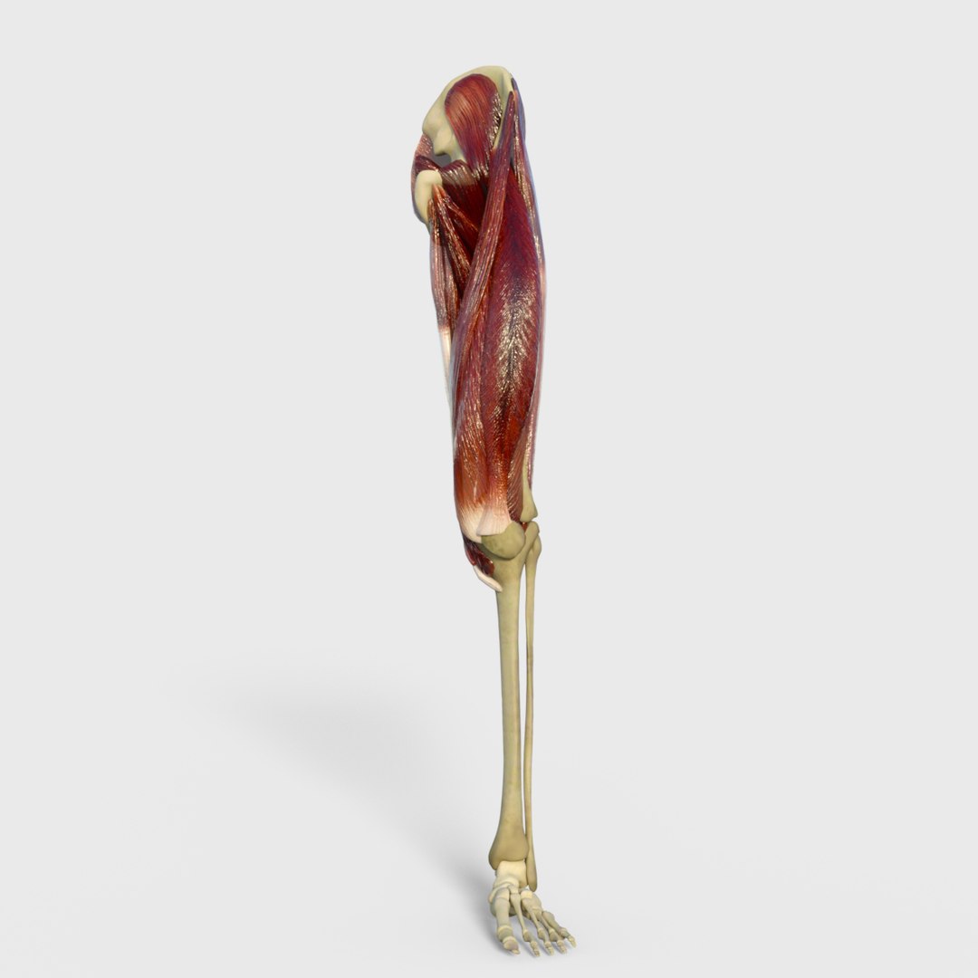 3D anatomy human muscles thigh https://p.turbosquid.com/ts-thumb/Gz/GL27iX/xf1ZImEd/image2/jpg/1583888386/1920x1080/fit_q87/403be05b552f9e24edfbcdd32b5b0b74ce39fb60/image2.jpg